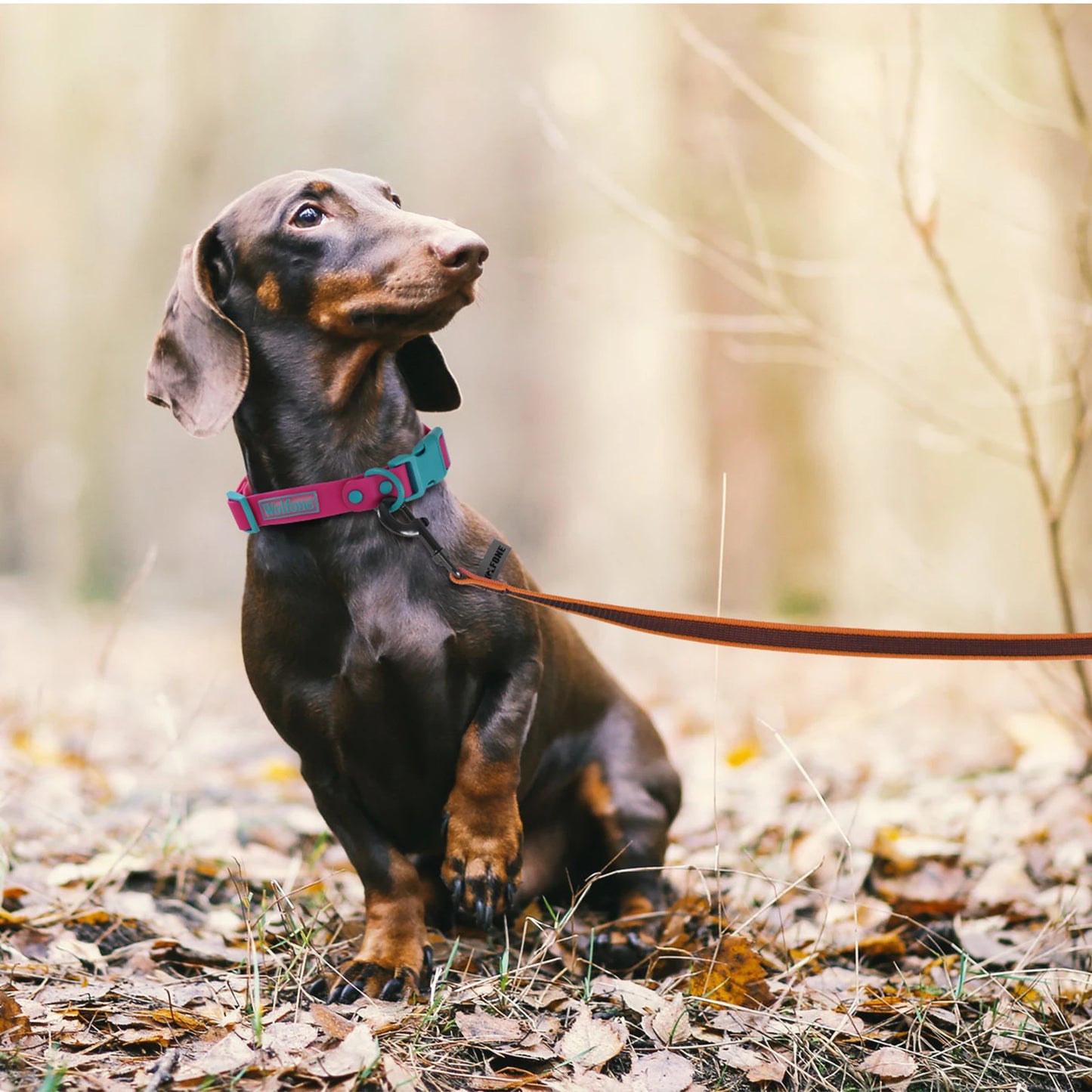 1.5M/5M/3M/2M Medium small Long Dog Leash Latex Silk Easy and Convenient Training Big Dual color WALK THE dog leash 10 meters