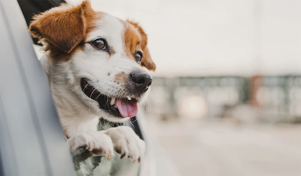 Dog Car Seat Waterproof Cover
